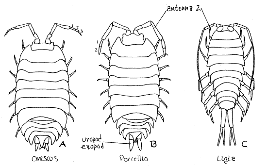 Oniscus o Porcellio ? - Asti, Piemonte